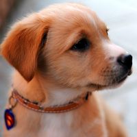 Cute Baby Animal