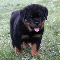 Vom Reece Haus Rottweilers