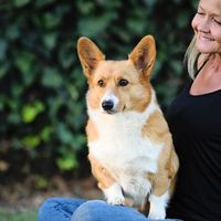 So Cal Corgis