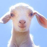 The Sanctuary at Soledad Goats