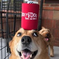 Lucky Dog Bark & Brew Steele Creek