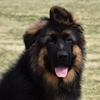 Extreme Haus German Shepherds