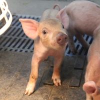 York State Fair