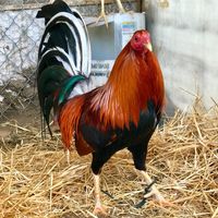Red Viper Game Farm.