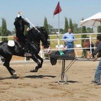 Costa's Lusitanos (EC)