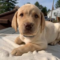 Friends of Varney's Labs