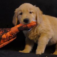 Mid South Puppies