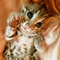 Exotic Leopard Cats