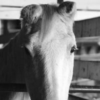 Bubbles The Rescue Horse