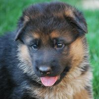 Alpine Valley German Shepherds