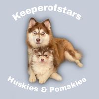 Keeperofstars Huskies & Pomskies