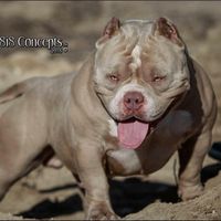 Louis V Line Bullys