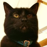 Elsie the Library Cat