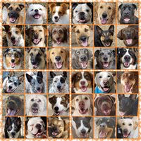 Cowtown Canines Dog Daycare and Boarding
