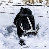 Northwoods Training Kennel LLC