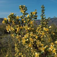 Osoyoos Desert Centre