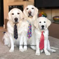 Carefree Goldens