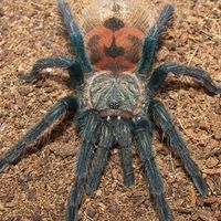 Exoinsects