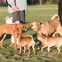 Zilker Park and Zilker Dog Park