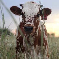 Schumacher Cattle, LLC