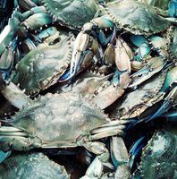 Crabs4You