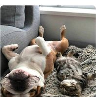 Sirius Pet Care: Seattle dog Walking & Off leash Adventures