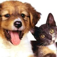 Veterinario Express Bayamón