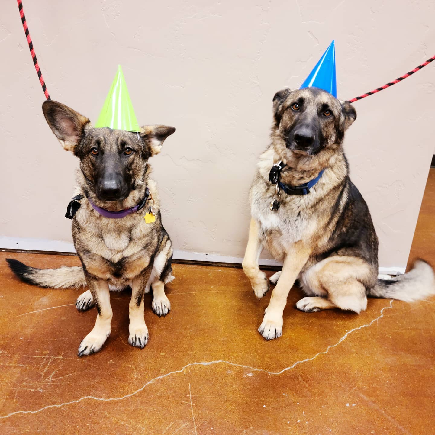 Happy #doggiebirthday to Kyrie and Sophie! We're so glad you chose to spend the day with us! Can you tell that they are so excited to see their friends? They couldn't believe we made them stop for a photo! @k9lifeline #germanshepherd #germanshepherds #germanshepherdsofinstagram... #doggiedaycare See more