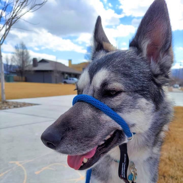 We know that #huskies were bred for pulling sleds, but if that's not what you're doing, you probably don't want them pulling you around! And although the #alaskankleekai is a tiny cousin to the #husky, they still have plenty of #gojuice to run around at top speed! The #k9lifelinetransitionalleash can help you teach your dog to distinguish between running / pulling time and time to walk calmly together. Think this could help you out? #dogtraining #dogwalking #oneleashonelife #dogapproved #huskiesofinstagram #alaskankleekaiofinstagram