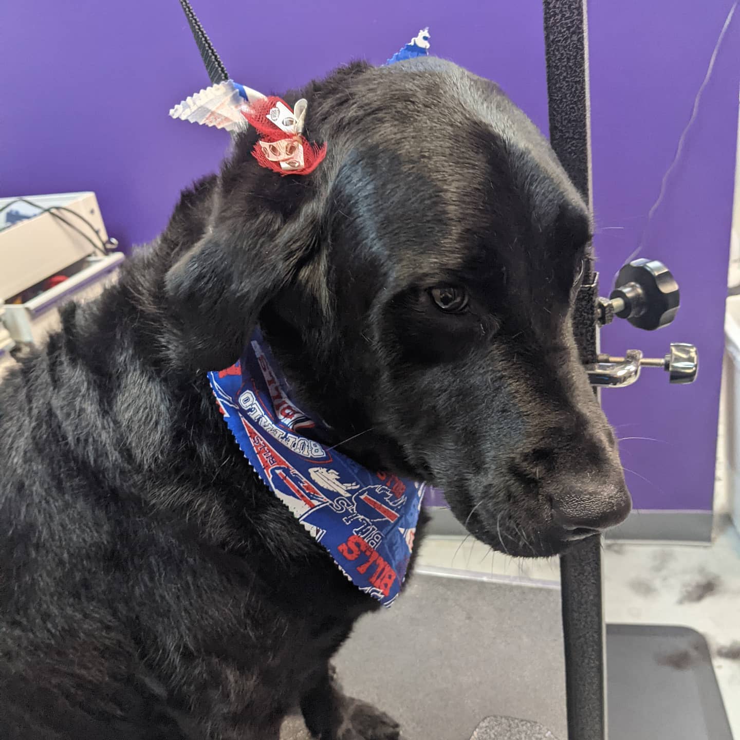 Abby says Go Bills!