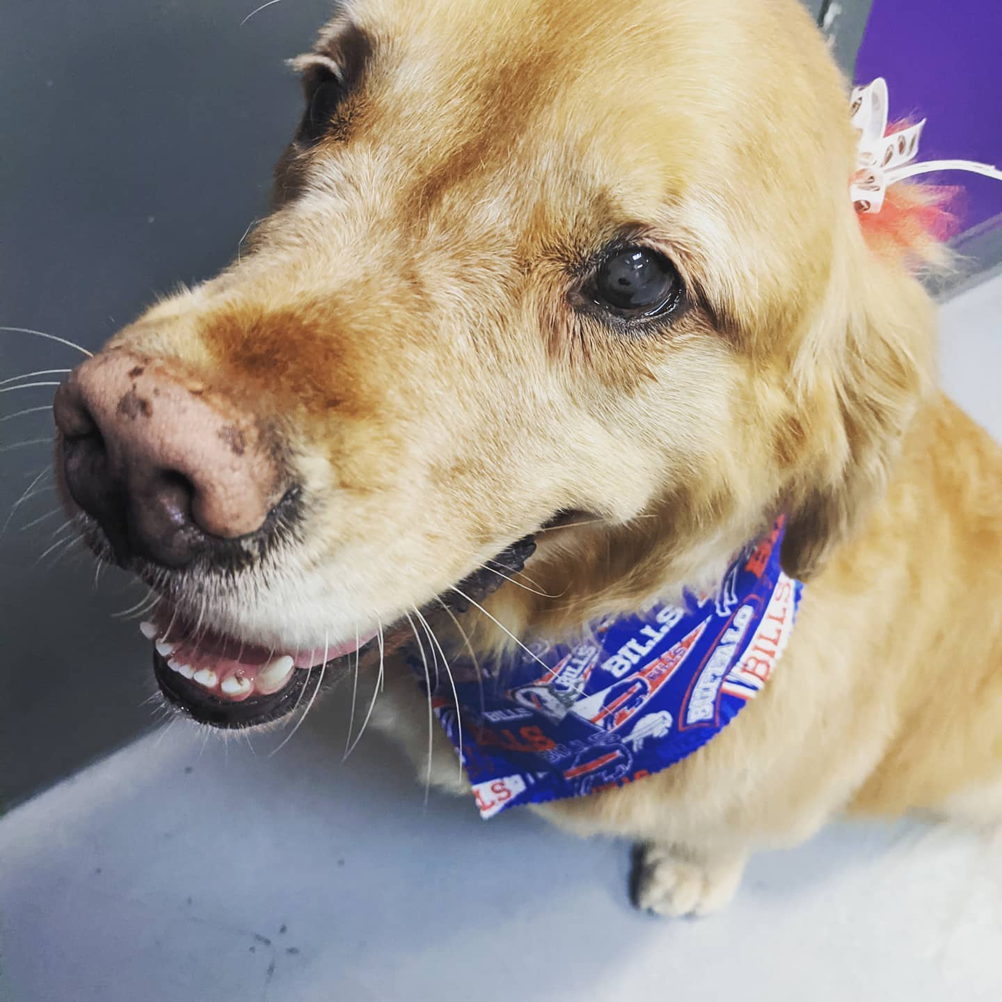 Lexi is all cleaned up and ready to cheer on the Bills to a win tomorrow!!!! Go Bills!