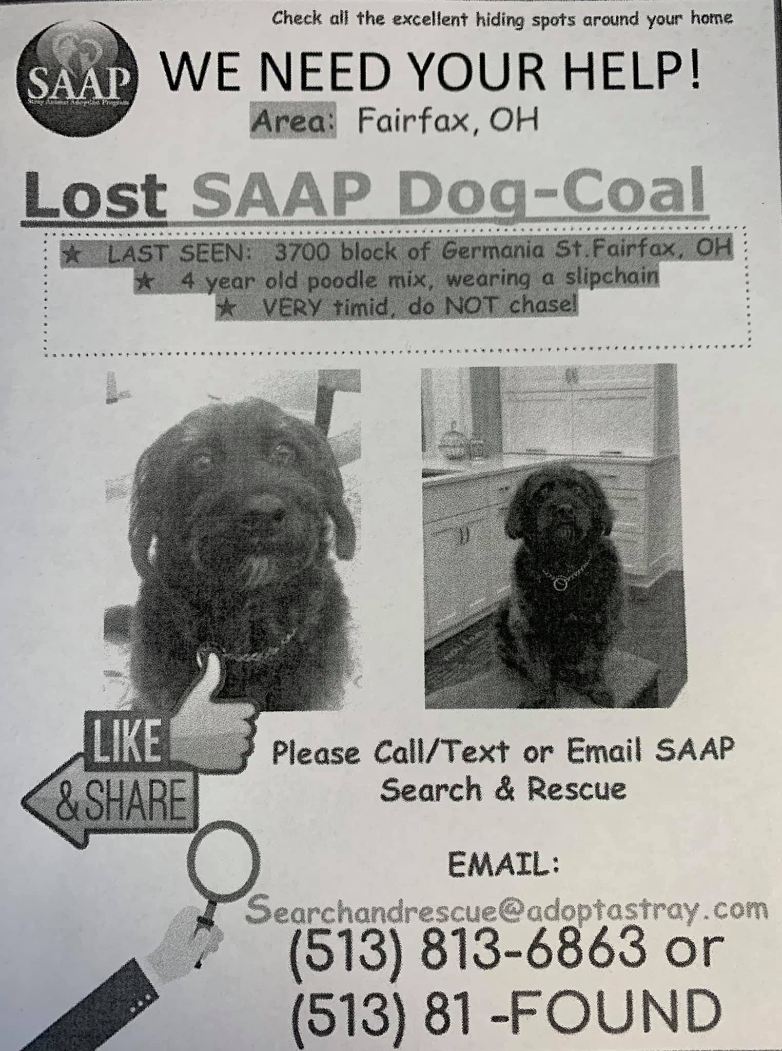 Lost dog in Fairfax! Please keep an eye out