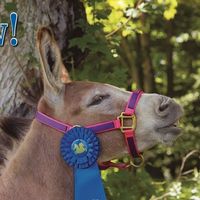 Horse and Donkey Books