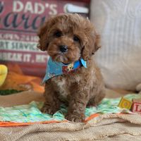 Cavapoos R Us