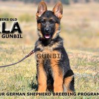 Gunbil German Shepherd Dogs