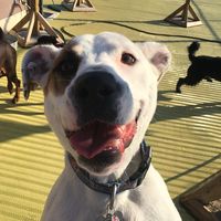 Dog Days of Birmingham