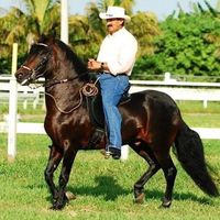 Escudero Paso Fino