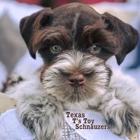 Texas T's Teacup and Toy Schnauzers