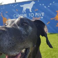 Canine To Five Detroit