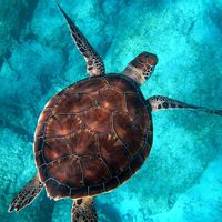 My Turtle And I