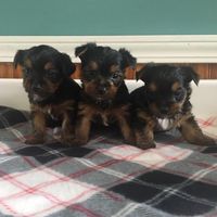 BeBe's Little Yorkie's