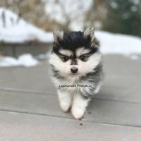 Legitimate Pomskies