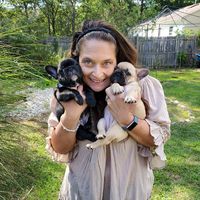 Gaetacreek French Bulldogs