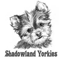 Shadow Land Yorkies