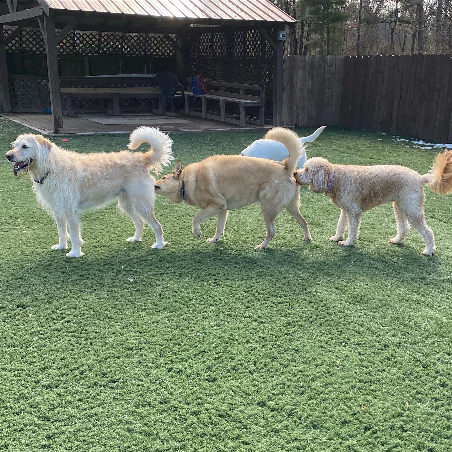 The pups say good morning from CCC! #whathappensattheclub #dogs #dogsofinstagram #dogsofinsta #dogsofig #dogsofarkansas #dogsoflittlerock #happydogs #doggreetings