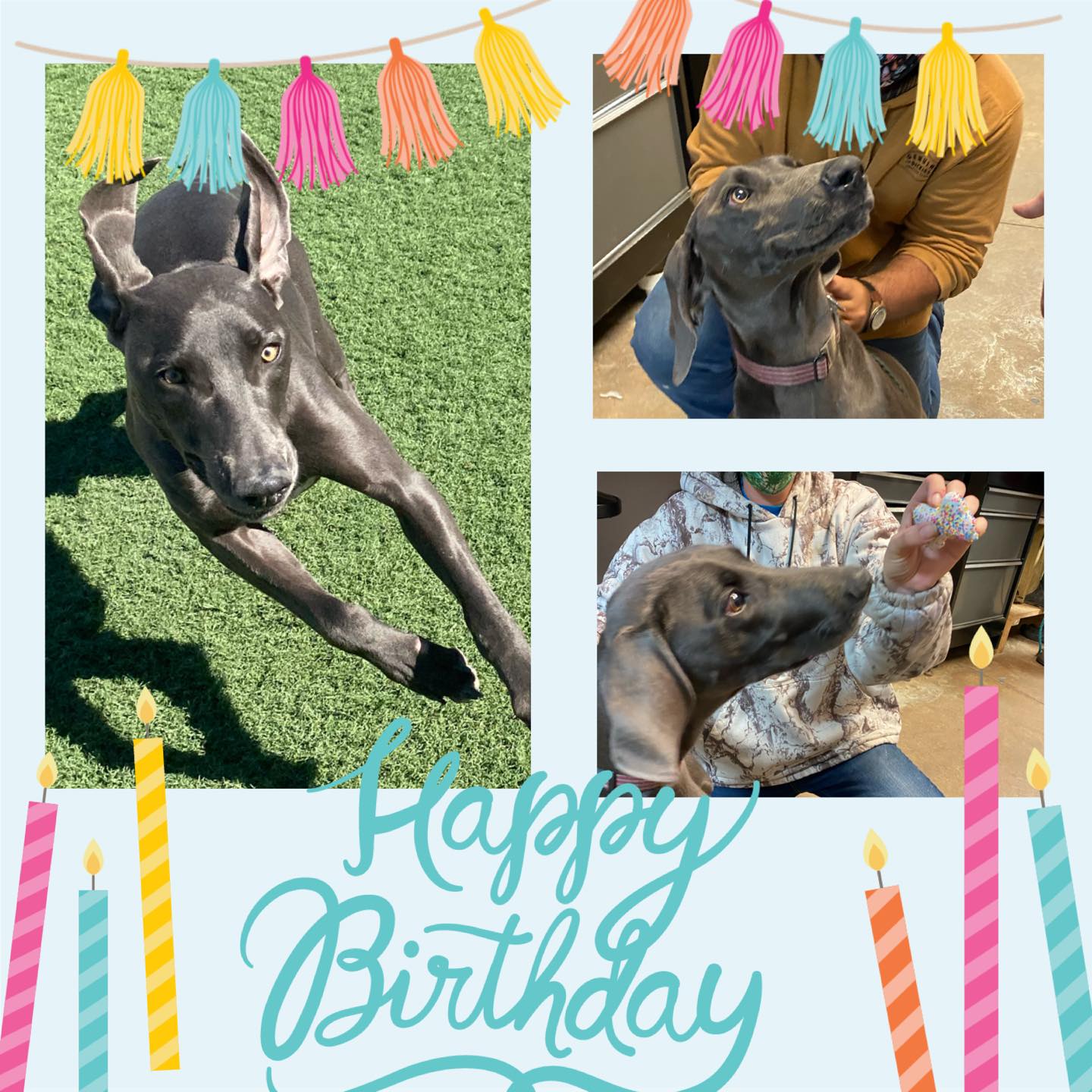 Happy 1st Birthday Bleu!!! We loved getting to celebrate with you today. #whathappensattheclub #dogs #dogsofinstagram #dogsofinsta #dogsog #dogsofarkansas #dogsoflittlerock #doggiedaycare #dogboarding