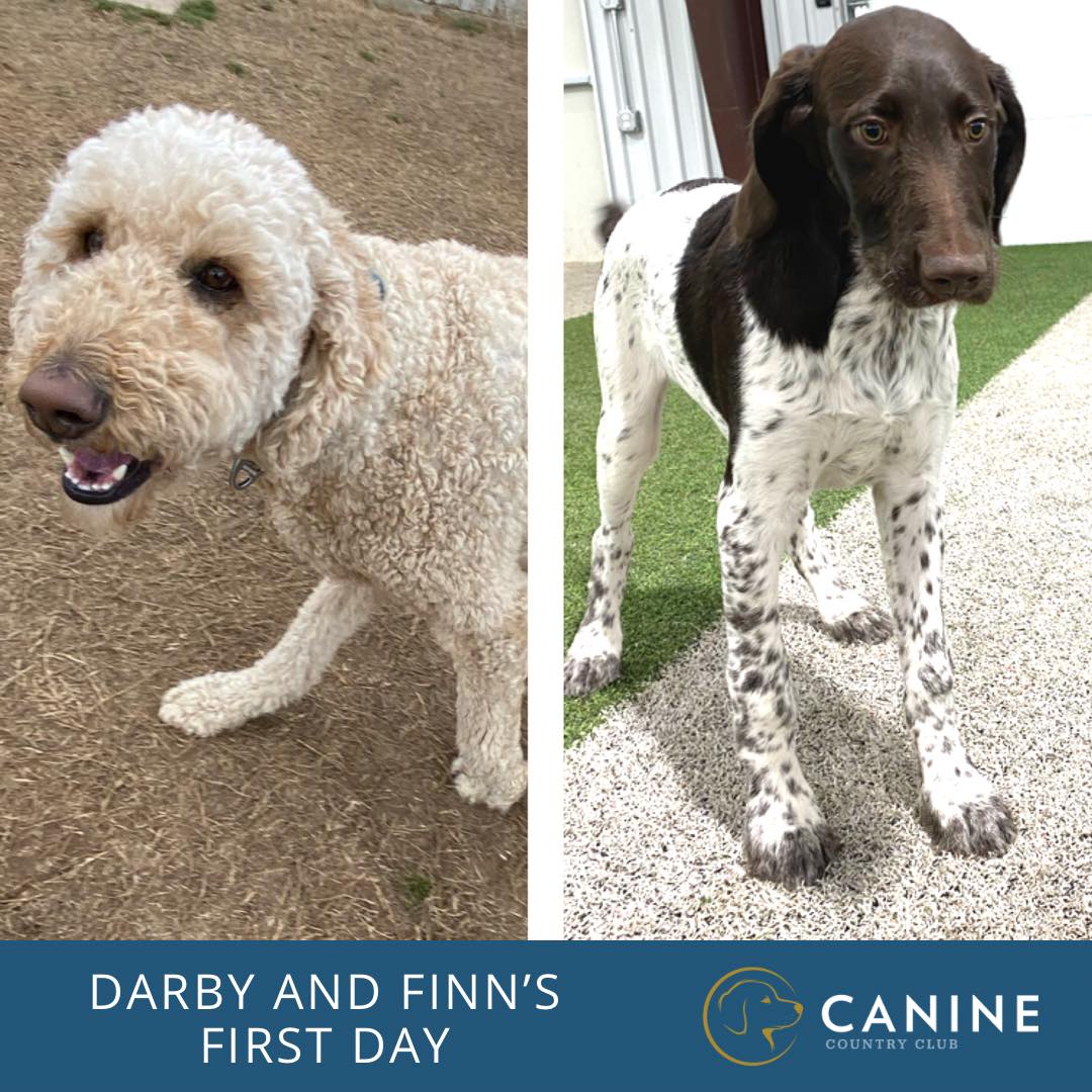 Enjoyed these 2 today! AND, it’s Darby’s 5th birthday. Happy Birthday Darby! Thank you for letting us help celebrate your special day. #whathappensattheclub #dogs #dogsofinstagram #dogsofinsta #dogsofig #dogsofarkansas #dogsoflittlerock #doggiedaycare #dogboarding