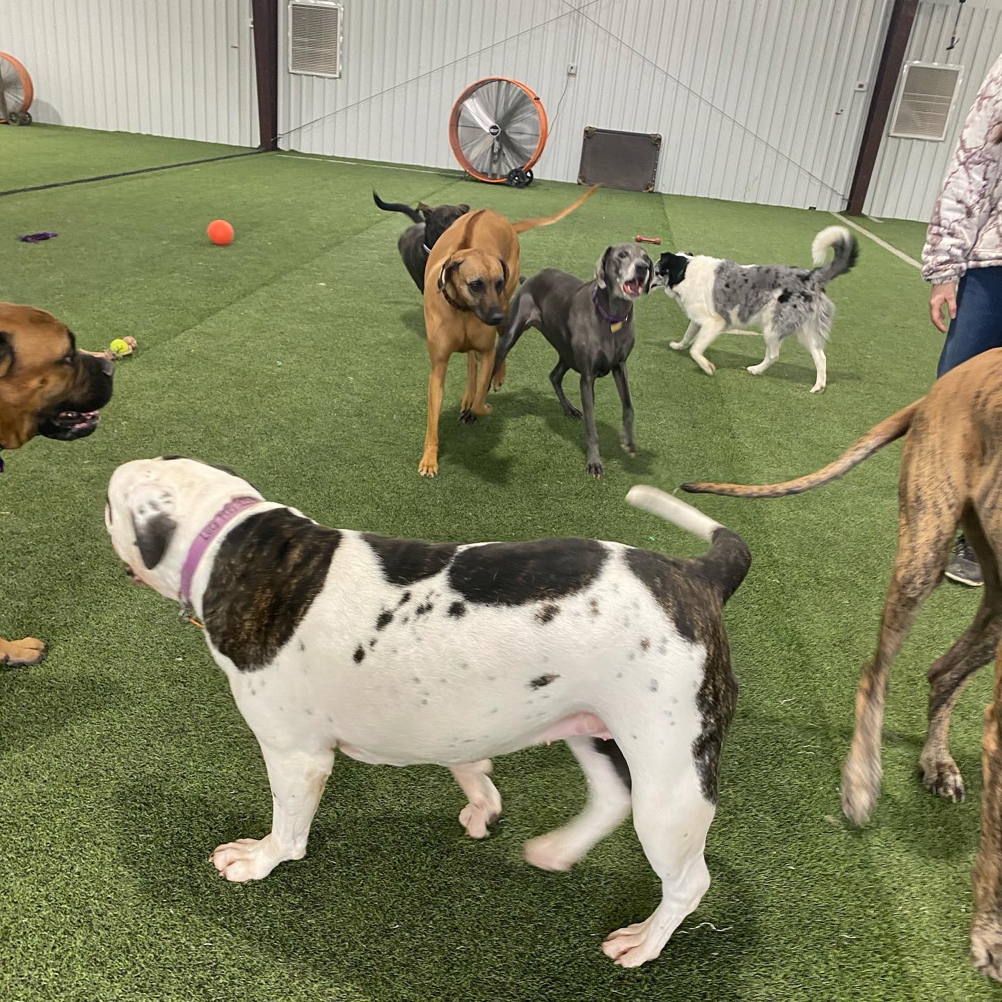 Every day is a great day when you get to spend it at CCC! Just ask these pups. They’ll give their paw of approval. #whathappensattheclub #dogs #dogsofinstagram #dogsofinsta #dogsofig #dogsofarkansas #dogsoflittlerock #happydogs