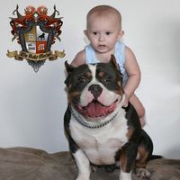 Bully Market