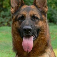 Bullinger German Shepherds